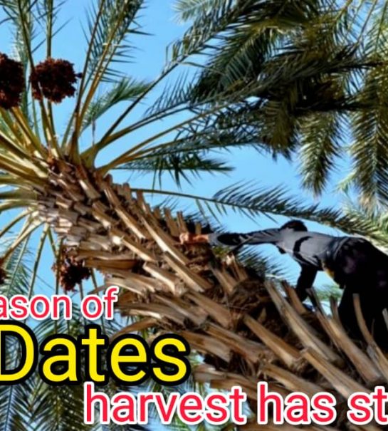 Dates Harvest Season